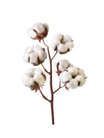 Cotton Flowers
