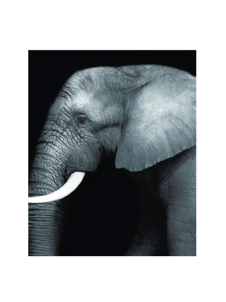 Elephant Portrait 