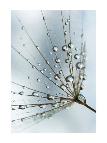 Wet Dandelion