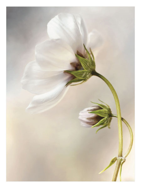 White Daisy No2 