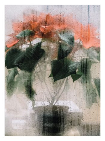 Blurred Red Flowers