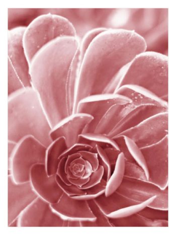 Soft Pink Succulent