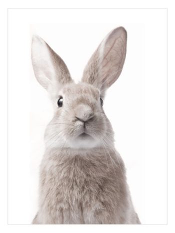 Little Bunny