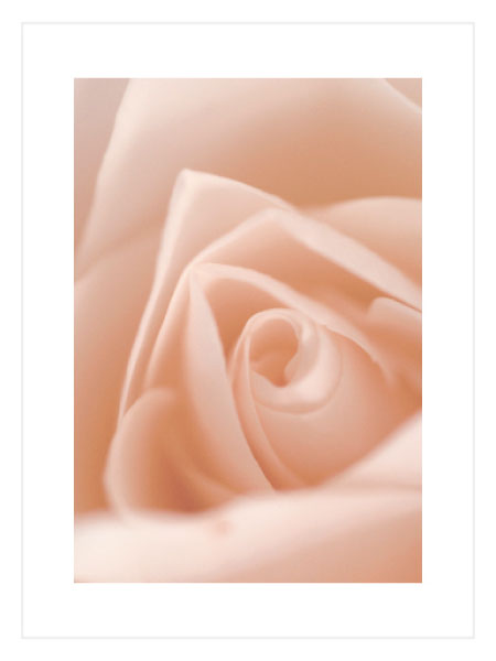 Closeup Pink Rose 