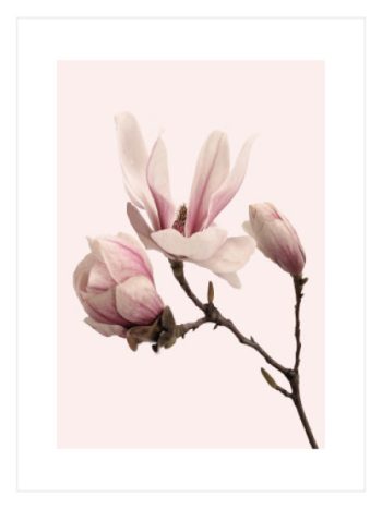 Pink Magnolia No2