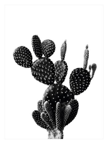 Black Cactus