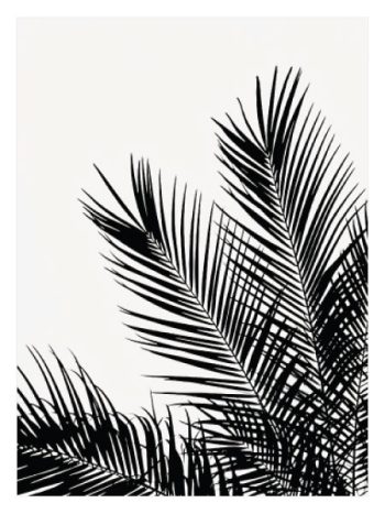Black Palm Tree