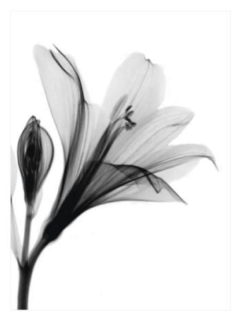 Black Transparent Flower