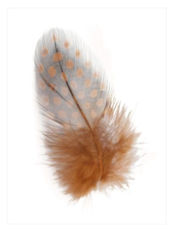 Bronw Feather