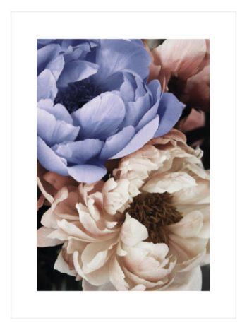 Pink And Blue Peonies