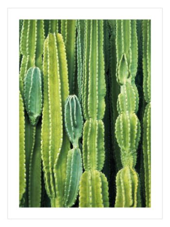 Tall Cactus