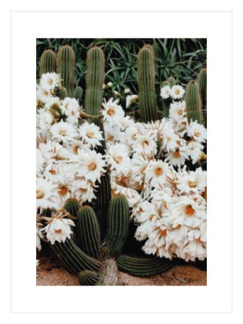 White Flowering Cactus