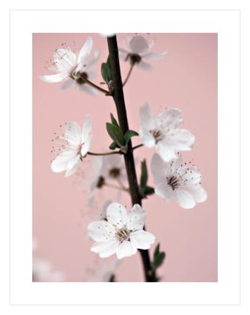 Cherry Blossom No1