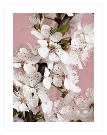 Cherry Blossom No2