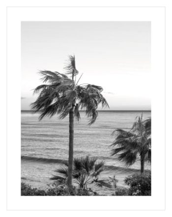 Grey Palm View