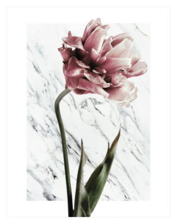 Peonies On Marble No2