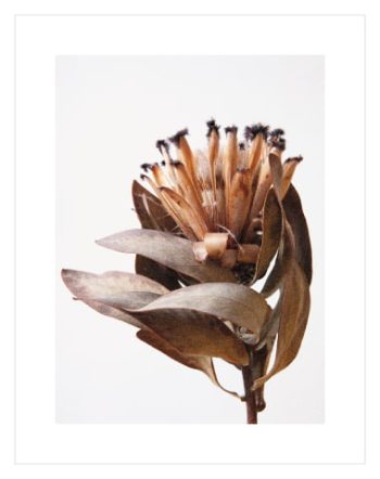 Sepia Protea