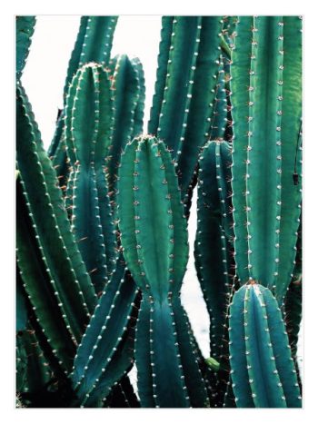 Green Cactus No3