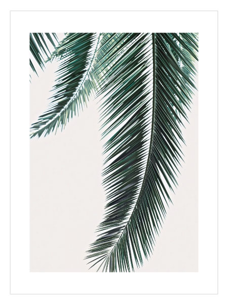 Palm Leaves 