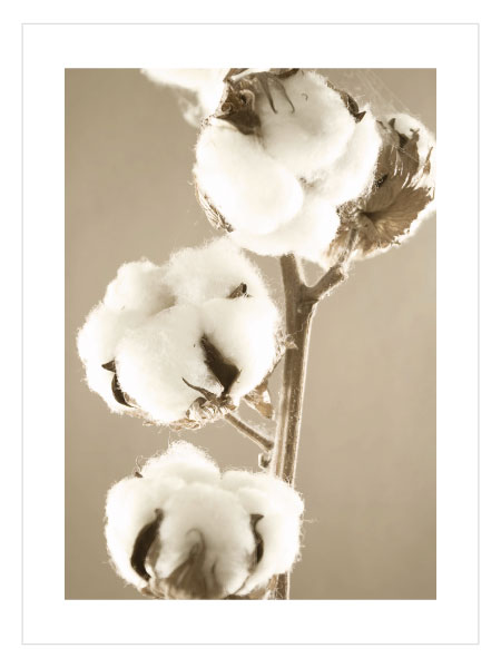 Vizon Cotton 