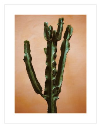 Orange Tall Cactus