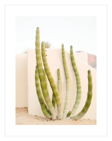 Soft Green Cactus 