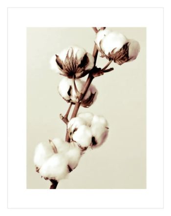 Beige Cotton Flowers