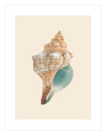 Beige Seashell