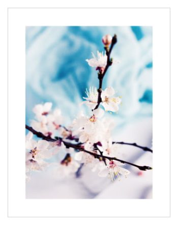 Beige & Blue Cherry Blossom