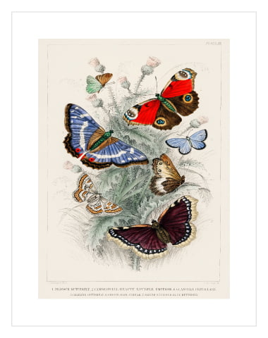 Vintage Butterfly No2 