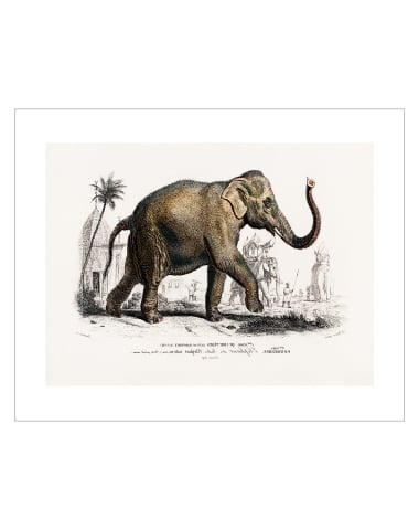 Vintage Elephant 