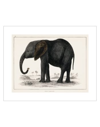 Grey Vintage Elephant