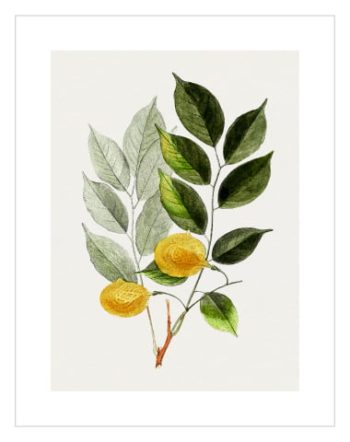 Lemon Vintage Leaf