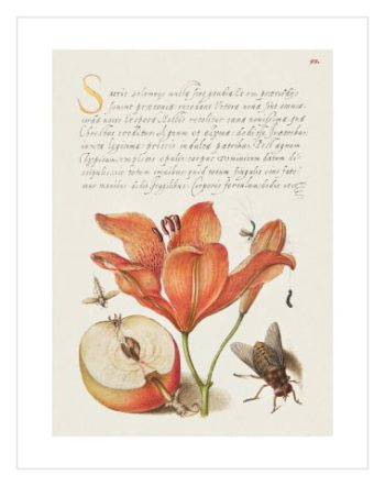 Lilies and Bee