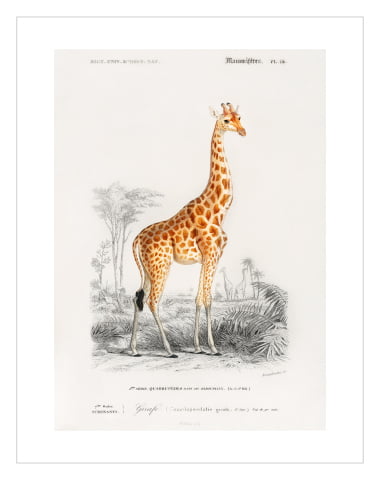 Vintage Giraffe 