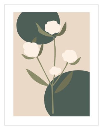 Illustration Cotton Flowers