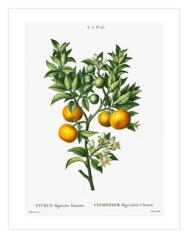 Citronnier 