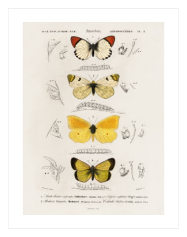 Vintage Butterfly No4 