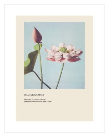 Lotus Flowers by Ogawa Kazusama No3
