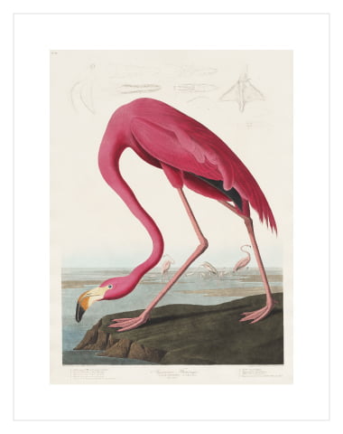 Pink Flamingo by John James 