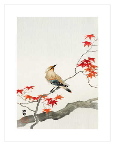 Japanese Plague Bird on Maple by Ohara Koson 