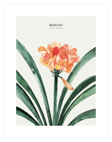 Bush Lily 