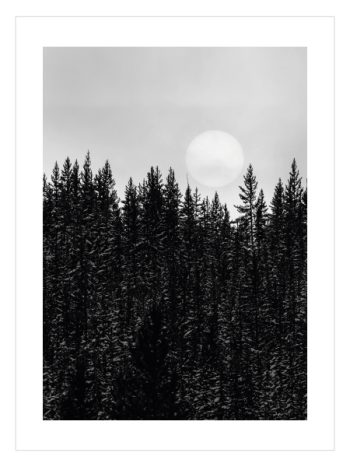 Moon and Forest