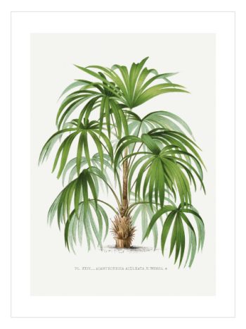 Vintage Palm Tree