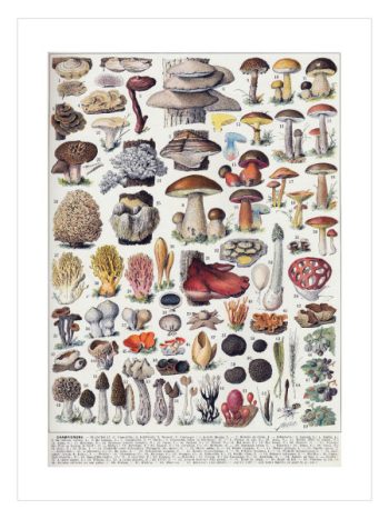Mushrooms Colour Plate No1