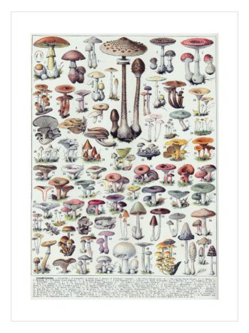 Mushrooms Colour Plate No2