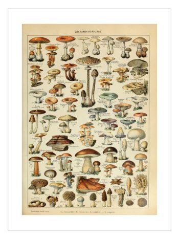 Mushrooms Colour Plate No3