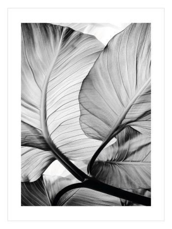 Tropical Palm Leave