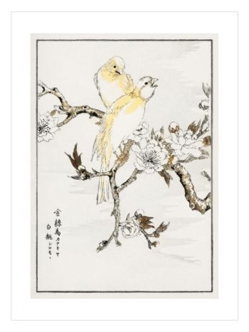 Pictorial Monograph of Birds by Numata Kashu No2