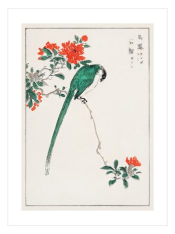 Pictorial Monograph of Birds by Numata Kashu No6